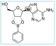 ADENOSINE-2',3'-O-PHENYLBORONATE